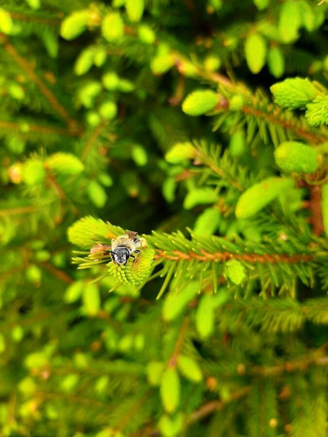 Отель Mountain dew Bilasovytsya-20